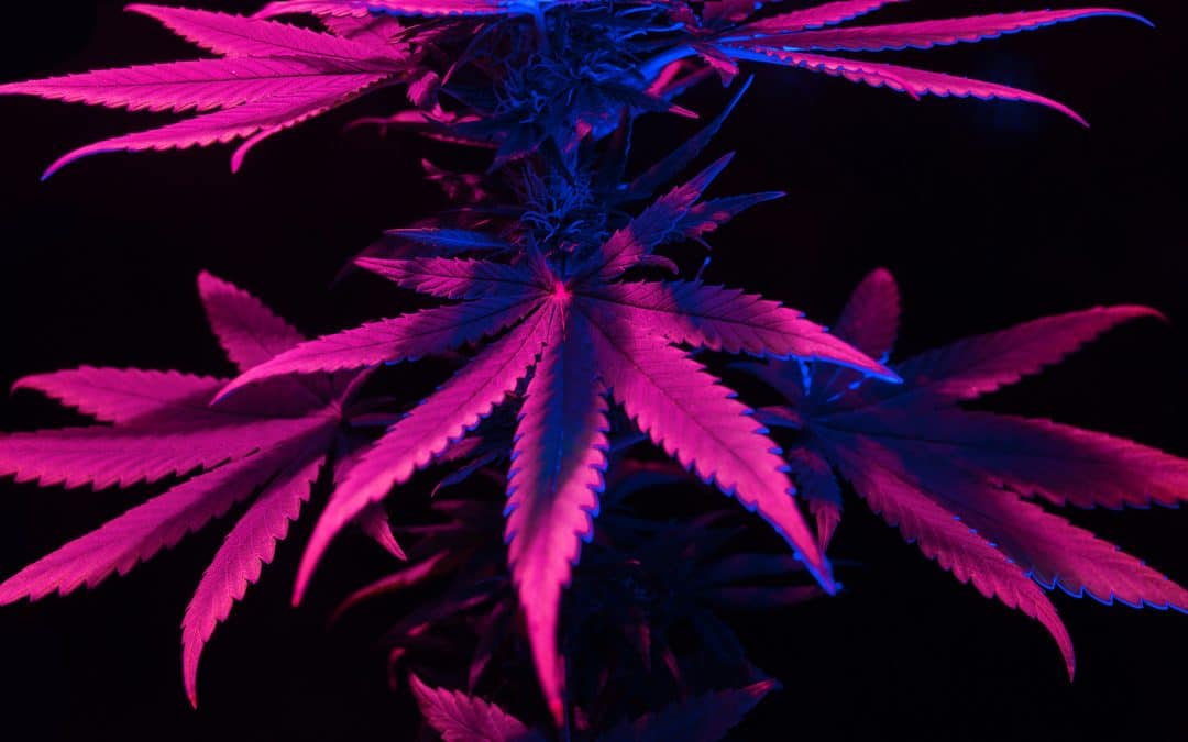 Human like weed – Geeks turns 3 – Hanfpotheke feiert Geburtstag