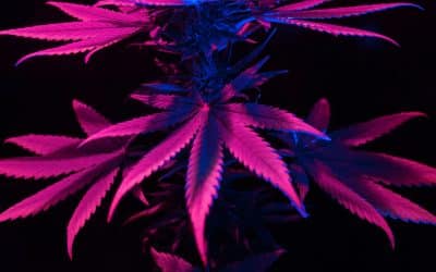 Human like weed – Geeks turns 3 – Hanfpotheke feiert Geburtstag