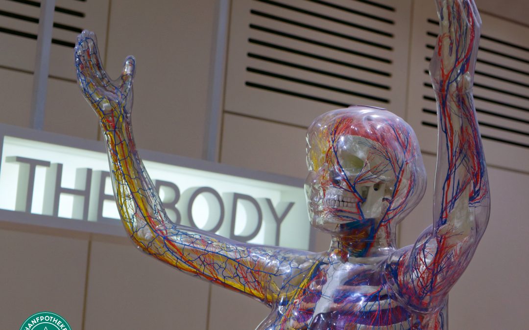 Wirkmechanismen von CBD-Cannabidiol